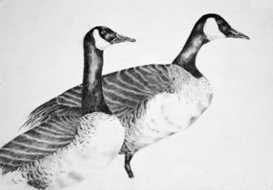 dibujos de cisnes a color
