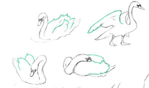dibujos de cisnes a lapiz