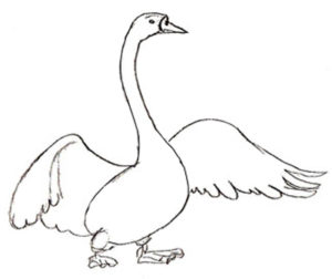 dibujos de cisnes para boda
