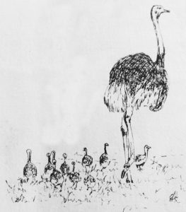 foto avestruz