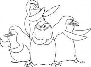 fotos pinguinos