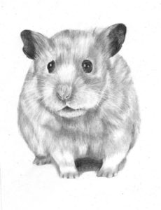 hamster para pintar