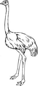 imagenes de avestruz para dibujar