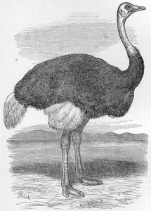 imagenes de botas de avestruz