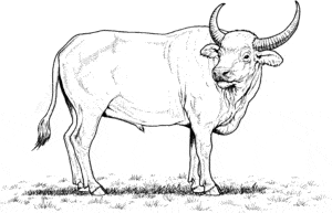 imagenes de bufalos en caricatura