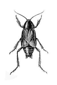 imagenes de la cucaracha