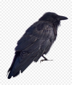 imagenes del cuervo para descargar