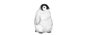 pinguino dibujo para colorear