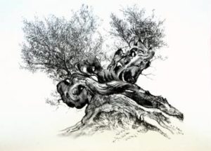 bonsai de olivo