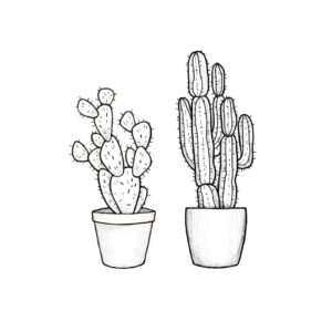 cactus fotos