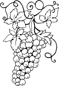 cómo dibujar una uva