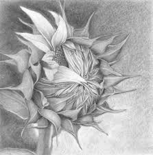 dibujo margarita flor