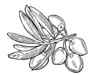 dibujos de olivos para imprimir