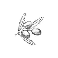 dibujos de olivos y aceitunas