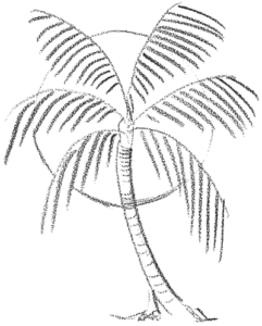 dibujos de palmeras a lapiz
