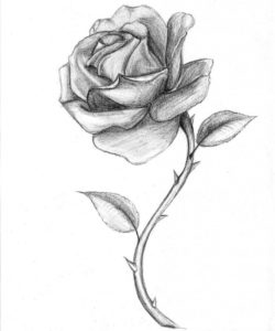 dibujos de rosas para colorear