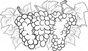 dibujos de uvas para colorear