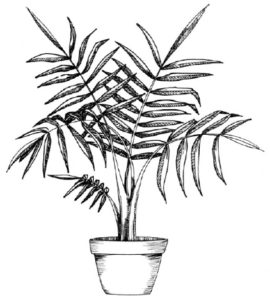 figuras de palmeras