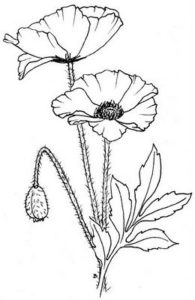 flor de amapola imagenes