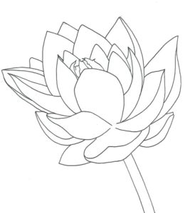 flor de loto dibujo a lapiz