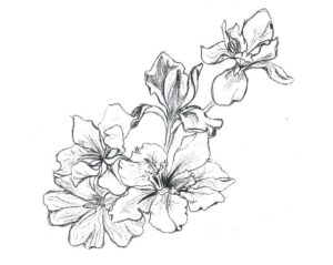 flores ilustracion