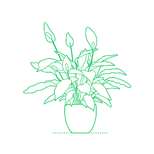 ilustraciones de plantas