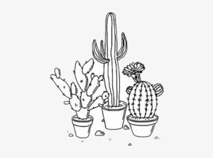 imagenes de cactus en el desierto