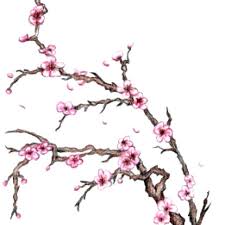 imagenes de flor de cerezo japones