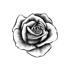 imagenes de flores y rosas