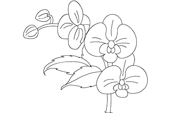 lllᐅ Dibujos de Orquideas【+Tutorial】Lindas orquídeas para colorear ⊛
