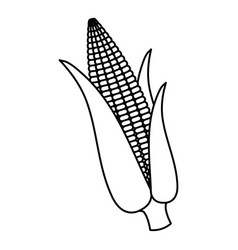 imagenes de maiz para dibujar