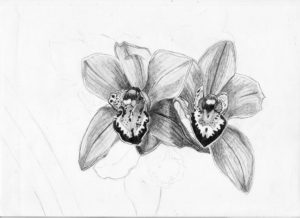 imagenes de orquideas blancas