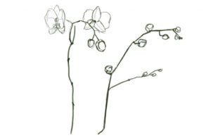 imagenes de orquideas para dibujar