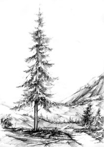 imagenes de pinos
