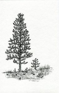 imagenes de pinos de navidad para colorear