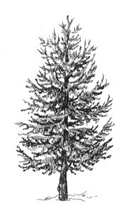 imagenes de pinos de navidad para dibujar