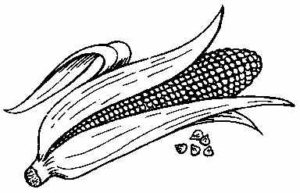 imagenes de plantas de maiz