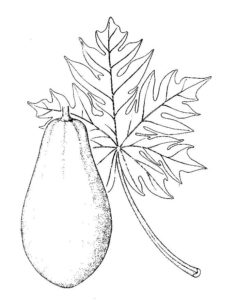 imagenes de plantas de papaya