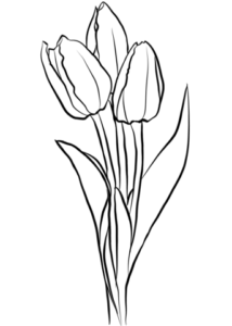 imagenes de tulipanes de colores