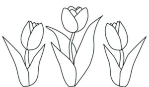 imagenes de tulipanes hermosos
