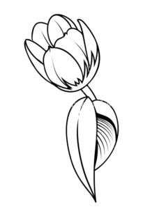 imagenes de tulipanes morados
