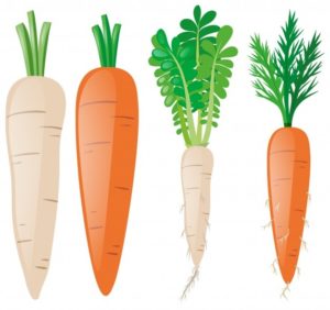 imagenes de zanahorias infantiles