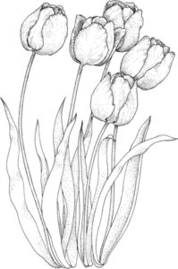 laminas de tulipanes