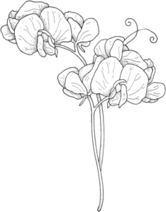 orquidea para dibujar