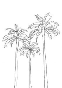 palmeras tropicales fotos