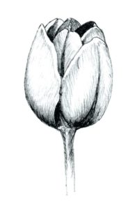 pinturas de tulipanes