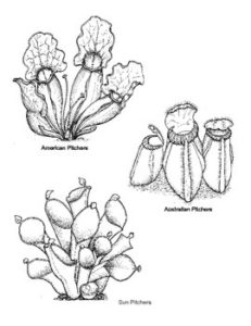planta carnivora piraña