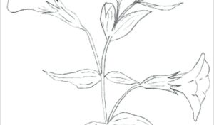 planta de amapola imagenes