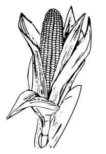 planta de maiz para dibujar