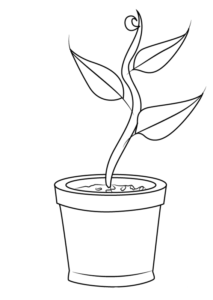 plantas medicinales dibujos